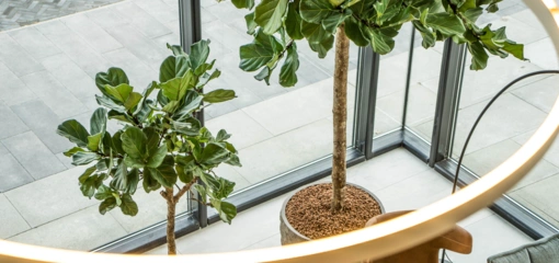 Grootbladige ficus: woonplant van de maand september