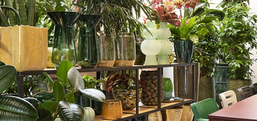 De fascinerende plant Cycas revoluta