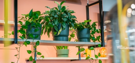 De ideale Aglaonema plant