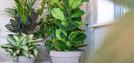 In de uitverkoop: terracotta potten!