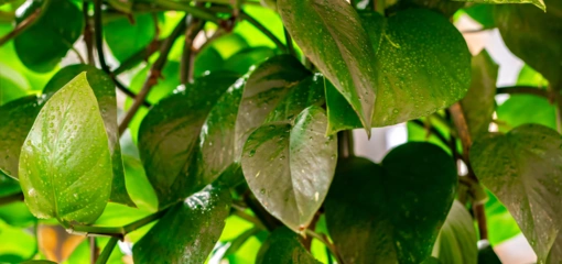 Top 10 luchtzuiverende planten