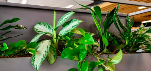 Zo zorgen we voor toekomstbestendige planten