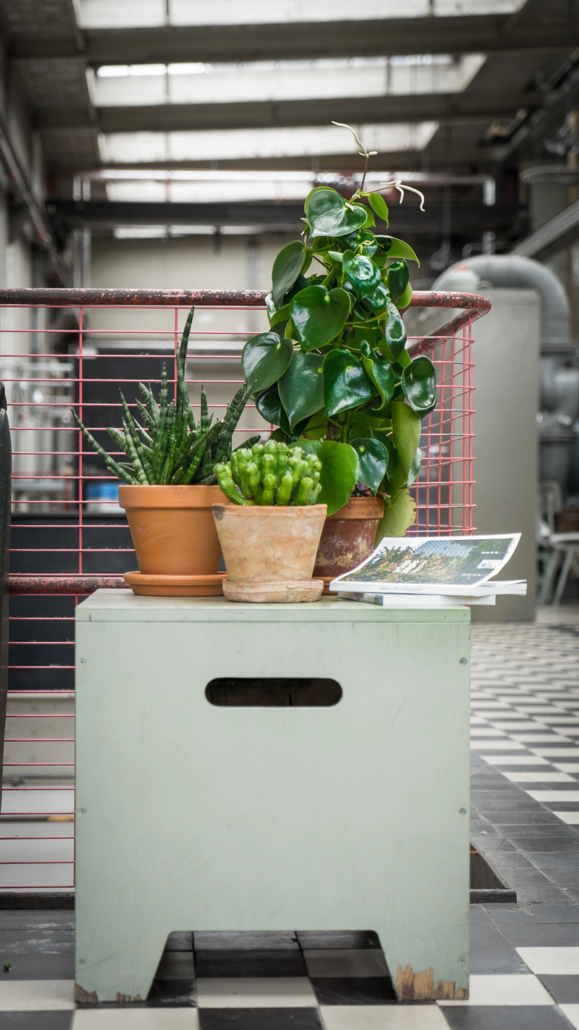 Plantenbak op kantoor