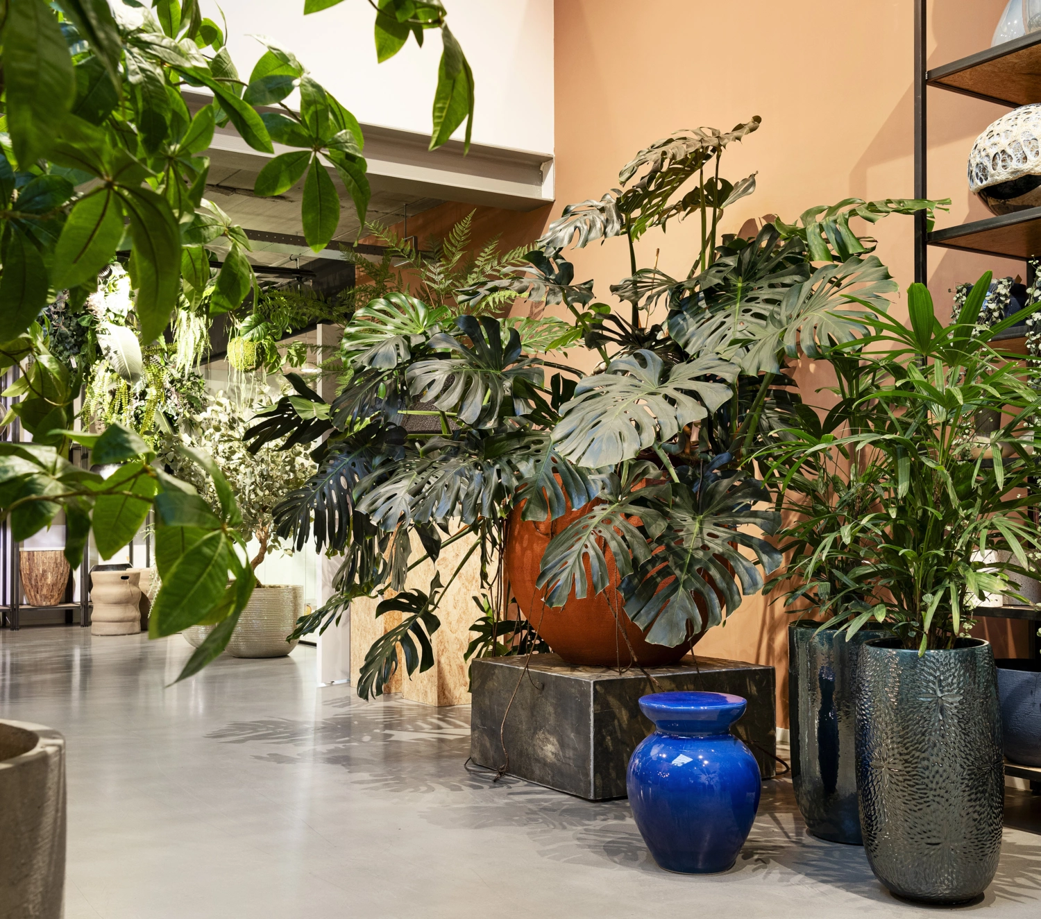 Plant in huis