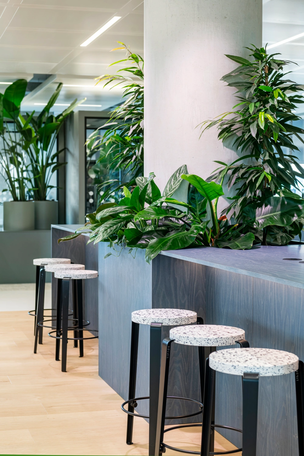 Plant in ruime woonkamer